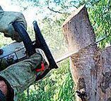 Professional Tree Services in Lake Isabella, CA