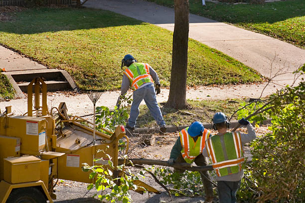 How Our Tree Care Process Works  in  Lake Isabella, CA